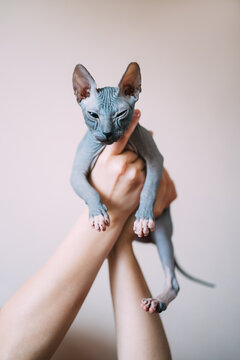 Human holds a grey cat