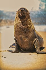 Australian Fur Seal, as seen lazing on the beach in The Royal National Park, NSW, Australia
