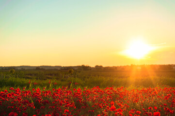 Naklejka na ściany i meble The southern sun illuminates the fields of red garden poppies. The concept of rural and recreational tourism. Poppy fields at golden hour