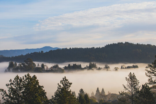 Foggy morning