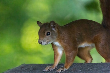 A squirrel sits between green leaves on a branch