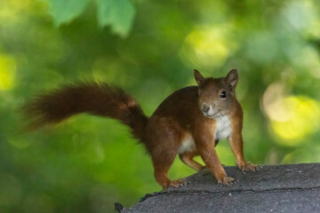 A squirrel sits between green leaves on a branch