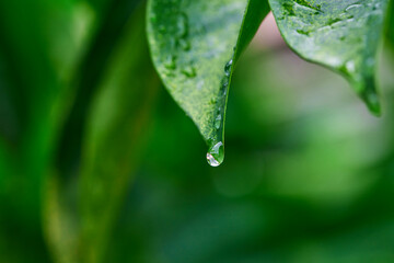 rain drops on green leaf