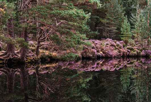 Reflections on the surface of Uath Lochans. Inshriach forest, Cairngorms, Scotland.