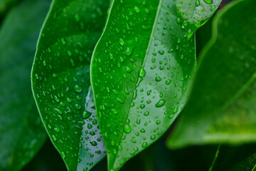 rain drops on green leaf