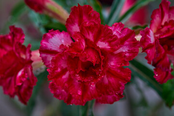 closeup Mock Azalea flower
