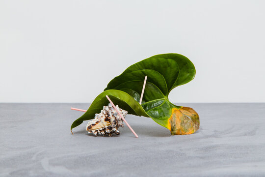 Abstract still-life with leaf and seashell