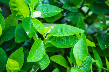 green leaves with water drops