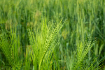 Green wheat in the field. Background
