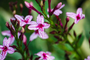 close up of pink flowers