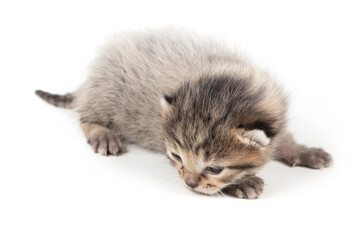 gray kitten on a white background