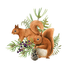 Red squirrel animal and herbs. Watercolor hand drawn illustration. Funny rodent with pine, elderberry, firn winter christmas decor element. White background. Funny squirrel and pine winter decoration - obrazy, fototapety, plakaty