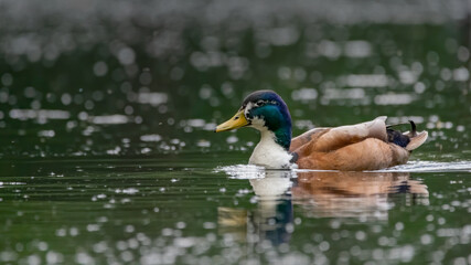 ente, wasser, bird, see, natur, wild lebende tiere, stockente, tier, wild, bird,