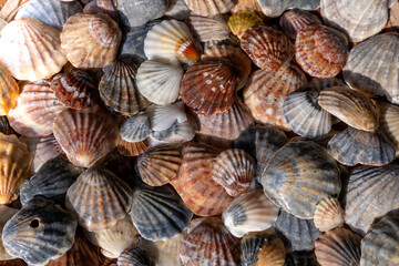 Summer background pattern from seashells. Shell close-up. Ocean coast. Seashells background.