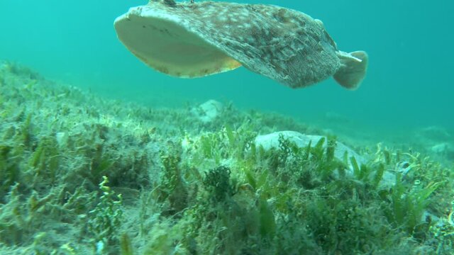 Stingrays. Leopard electric stingray. this electric ray grows up to 100 cm, feeds on fish and bottom dwellers. It hunts from an ambush, uses an electric current when attacking.