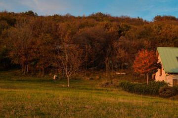 A beautiful forest in autumn