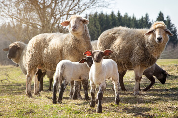 Sheep flock on a farm, two lambs in the front