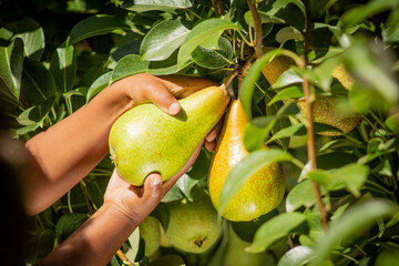 Hands holding pear