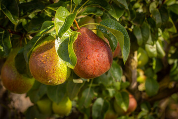 Red Pears in orchard