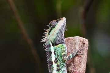 Chameleon ,tree lizard on stone with green background. 