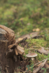 Fototapeta na wymiar Dangerous mushroom - toadstool near an old tree stump in the forest