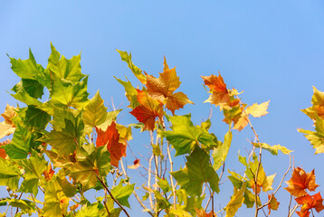 Colorful of autumn leaves on foreground of picture against the blue sky background
