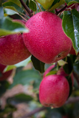 Red apples on tree