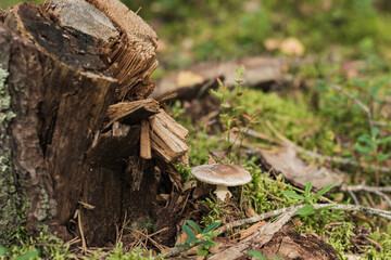 Dangerous mushroom - toadstool near an old tree stump in the forest, horizontal arrangement