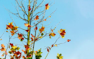 Colorful of autumn leaves and its tree against the blue sky background