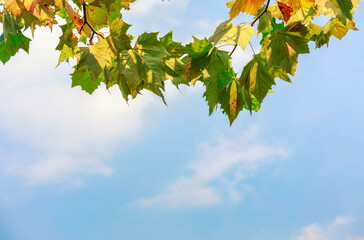 Colorful of autumn leaves on foreground of picture against the blue sky background