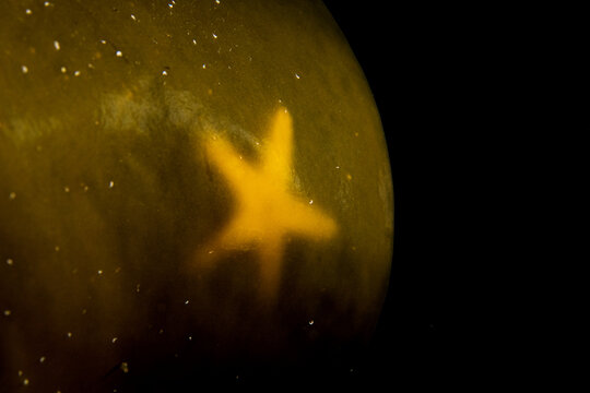 Sea Star through Kelp