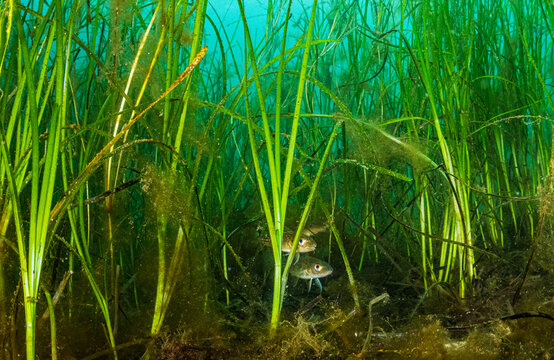 Baby Cod, Hiding