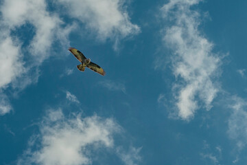 Beautiful adult buzzard eagle, Buteo buteo, in flight with dramatic sky. Flying bird of prey with vibrant blue colors and space for text. White clouds, with wings spread