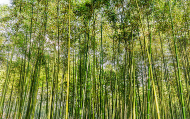 Fototapeta na wymiar Chinese green bamboo grove growth in ornamental garden with natural green background
