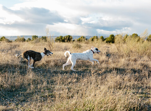 Two dogs running playfully on scrubland