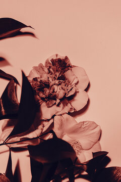camellia