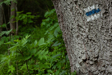 Un tronc d´arbre gris blanc avec dessus une marque de randonnée un trait bleu encadré de deux...