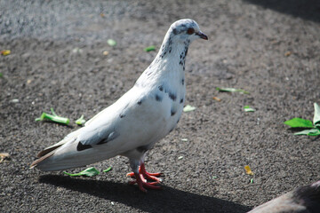 pigeon on the ground