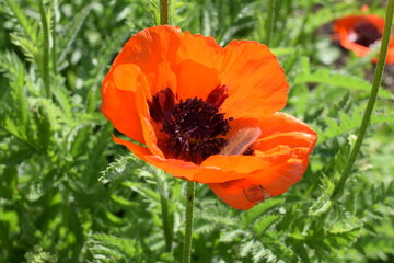 poppy flower in field