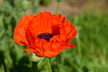 red poppy in the field