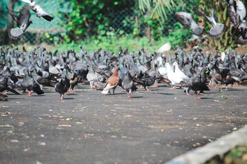 flock of birds