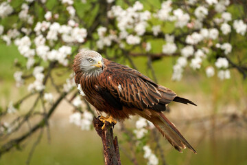 Red kite, in a tree with white blossom. A lake in the background. Bird of prey portrait The bird looks back
