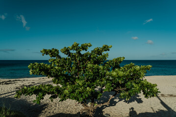 Keawaula Beach，Yokohama Bay， Kaena Point State Park，Oahu, Hawaii.  Terminalia catappa is a large tropical tree in the leadwood tree family, Combretaceae. country almond, Indian almond, Malabar almond,