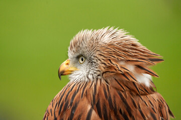 Red kite, bird of prey portrait, Yellow eye and beak. Green grass in the background