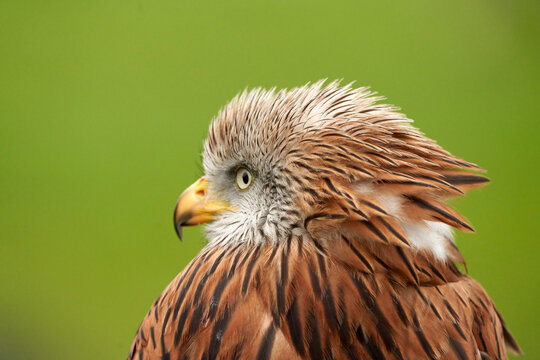Red kite, bird of prey portrait, Yellow eye and beak. Green grass in the background - Powered by Adobe