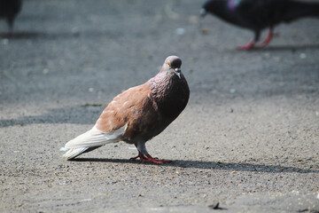 pigeon on the beach
