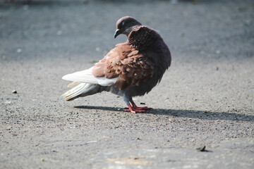 pigeon on the sand