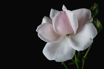 white magnolia flower