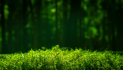 Green grass from bottom or low angle view in sunlight with blurry pine forest background with copy space for text.