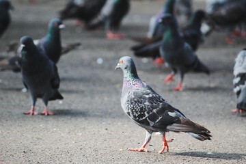 pigeons on the street